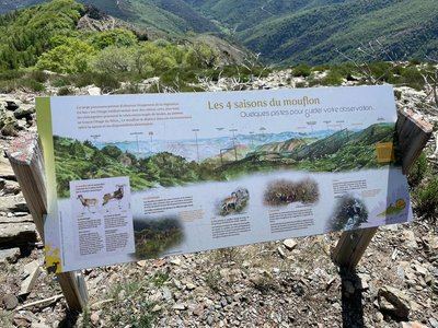 Sur les traces du mouflon