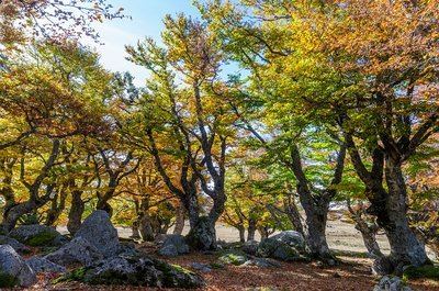 A la découverte de la forêt magique