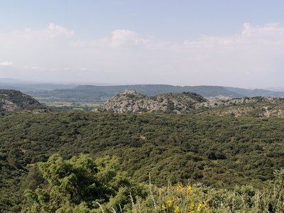 Sous-bois de garrigues autour du Castellas