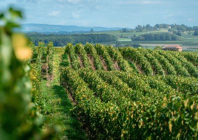 La Franco - Suisse, à travers les vignes