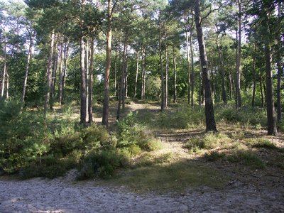 Forêt d’Ermenonville, un air de Méditerranée
