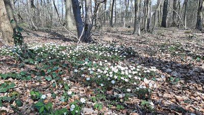 Petite boucle en forêt de Chantilly