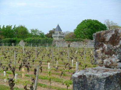Circuit de randonnée : Au coeur du vignoble