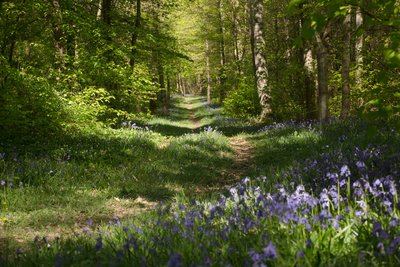 Sentier de découverte – La forêt, un enjeu de taille