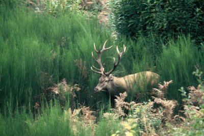 Sur les traces des cerfs