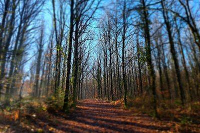 Forêt Domaniale