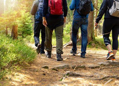 Le bois de Beauvais - Randonnée à pied dans le Perche