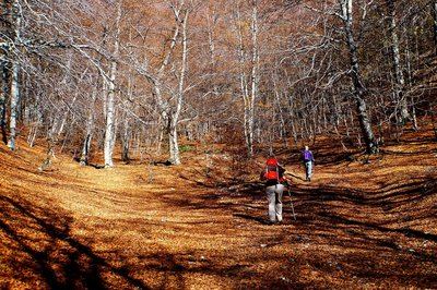 SAINT-ÉTIENNE-LES-ORGUES - Forêts de Lure