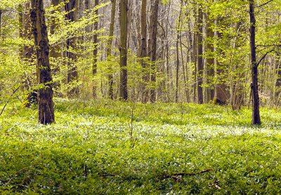 Sentier de l'Ecureuil