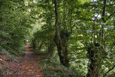 Les vieilles trognes