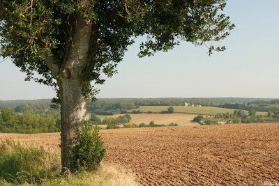 Le Houx de la Pinardière