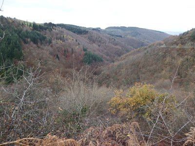 Sentier de la Flore - Le Chambon-Feugerolles n°1