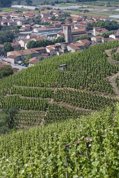 Les Vignes - Ampuis n° 1