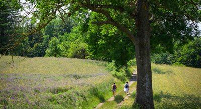 Le Bois de Langonand - St Chamond n°3