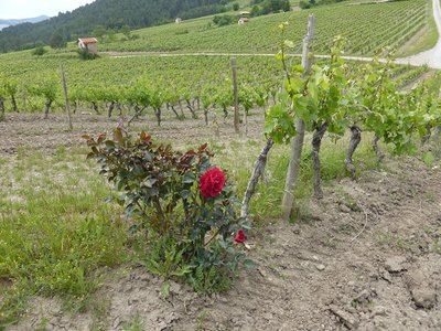 Le chemin des Vignes